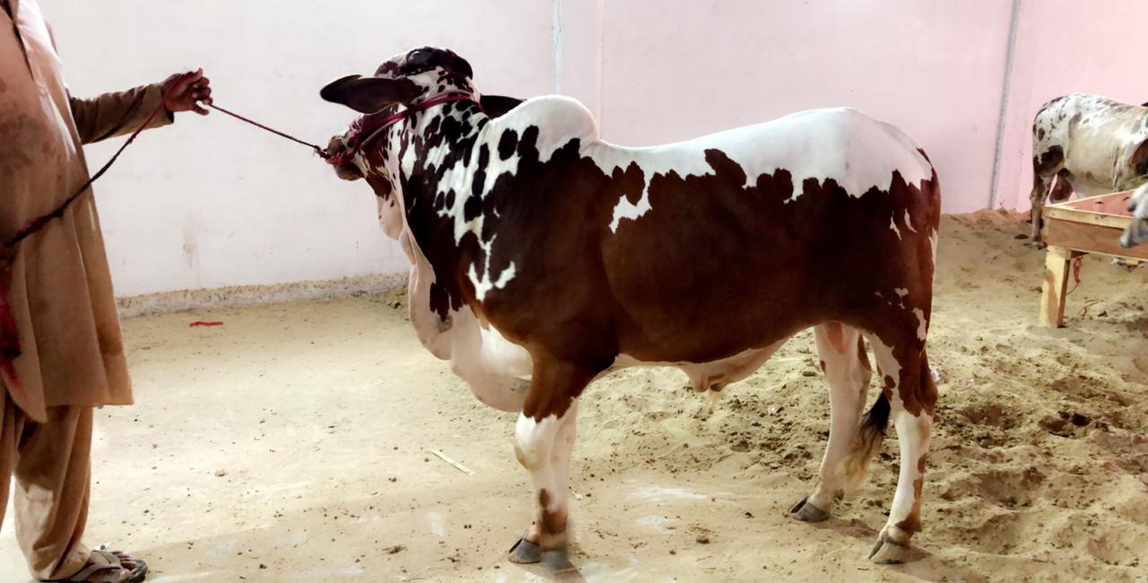 Qurbani