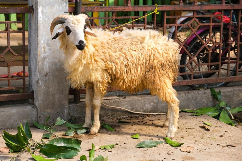 Qurbani in Action